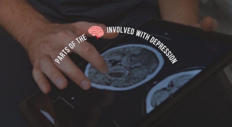 parts of the brain involved with depression